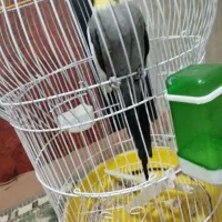 عروس هلندی|پرنده|بختگان, |دیوار