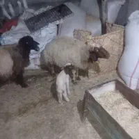 میش|حیوانات مزرعه|آبدانان, |دیوار