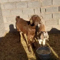 میش وبره لاکن