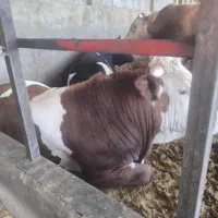 گاو|حیوانات مزرعه|پیشوا, |دیوار