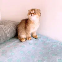 پرشیت مو بلند گرید A+|گربه|ایلام, |دیوار