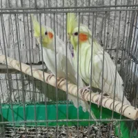 عروس هندی
