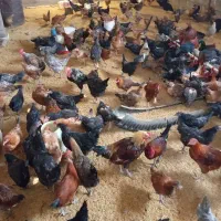 مرغ بومی محلی تخمگذار|حیوانات مزرعه|فولادشهر, مسکن مهر فولادشهر|دیوار