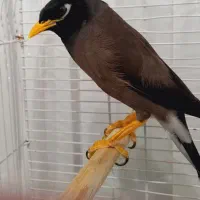 مرغ مینا