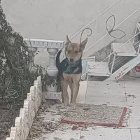 سگ دورگه روباه ،