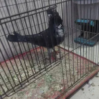 نرسیماش کاکولی درجه۱|پرنده|قم, وادی السلام|دیوار