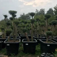 مورت سه کله