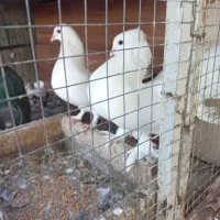 کبوتر دم چتری کاکلی پا پری با جوجه شون