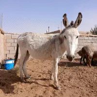 کرالاغ نر ۵ساله بسیار گله ای آرام.|حیوانات مزرعه|بردسکن, |دیوار