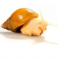 حلزون البینو واگذاری رایگان