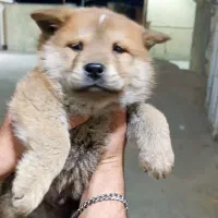 سگ چاو چاو|سگ|گراش, |دیوار