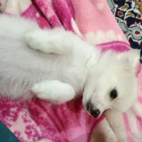 توله شیتزوپامردوماهه