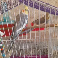 یک جفت عروس هلندی با قفس