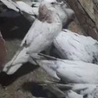 کفتر پرشی|پرنده|مشکین‌دشت, |دیوار