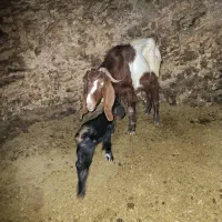 بز وبزغاله|حیوانات مزرعه|کرمانشاه, |دیوار