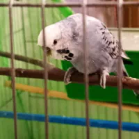 مرغ عشق برزیلی نر