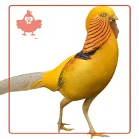 پرنده طلائی