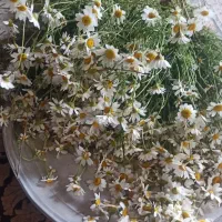 بابونه|گل و گیاه طبیعی|پاوه, |دیوار