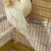 جفت عروس هلندی مولد