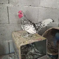 خروس سبرایت