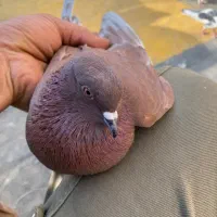 قرمز غریب گیری