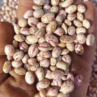 لوبیا چیتی|خوردنی و آشامیدنی|مرودشت, نقش رستم|دیوار