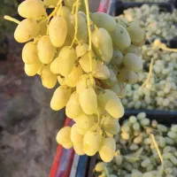 انگور شیره گیری