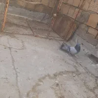 کبوتر سبزو سرور