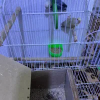 پرنده|پرنده|بجنورد, |دیوار