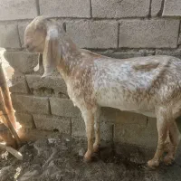 بز اصل مکاچینی