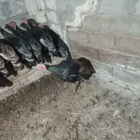 بوقلمون طبیعی و اصل روستا|حیوانات مزرعه|مرادلو, |دیوار