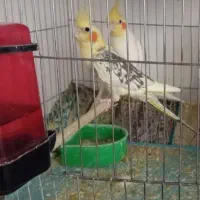 عروس هلندی مولد