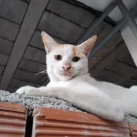 واگذاری گربه|گربه|قائم‌شهر, |دیوار