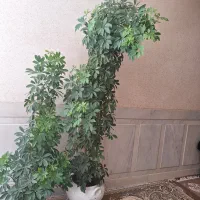 فروش گل شفلرا