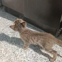 ۲بچه گربه