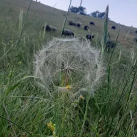 ۱۸ راس بز داشتی با کهره جفتی ۲۵.۵