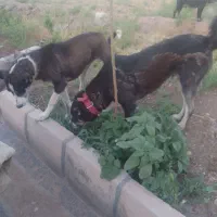 دو قلاده سگ نگهبان