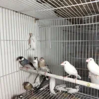 فنچ نرگسی
