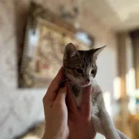 واگذاری گربه|گربه|تهران, صاحب الزمان|دیوار