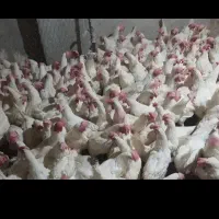 مرغ تخمگذار