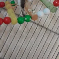 فنج همراه تخم معاوضه با ویپ دائمی یا فلش