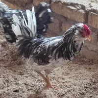 تخم مرغ نطفه دار گلین با ضمانت نود درصد|حیوانات مزرعه|شهرکرد, |دیوار