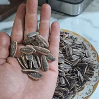 تخمه تازه امسال درشت و مغز پر
