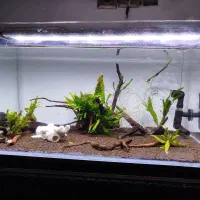 تانگ میگو|ماهی|بندرعباس, |دیوار