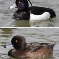 دکتر دامپزشک پرندگان