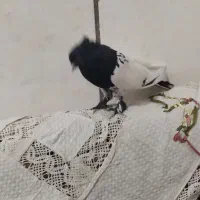 کبوتر پلاکی، کله دم‌سیاه|پرنده|شراء, |دیوار