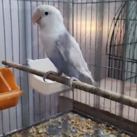 طوطی کوتوله