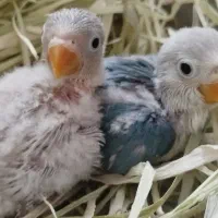 طوطی برزیلی سرلاکی آبی