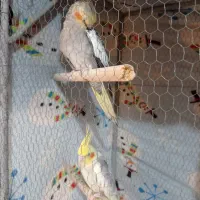 سه عدد طوطی عروس هلندی