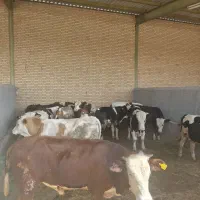 فروش گوساله نر سیمینتال و هولشتاین